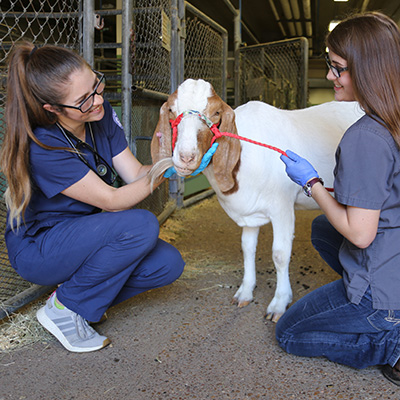 Blinn's Blended Veterinary Technology Program extends application deadline through March 31